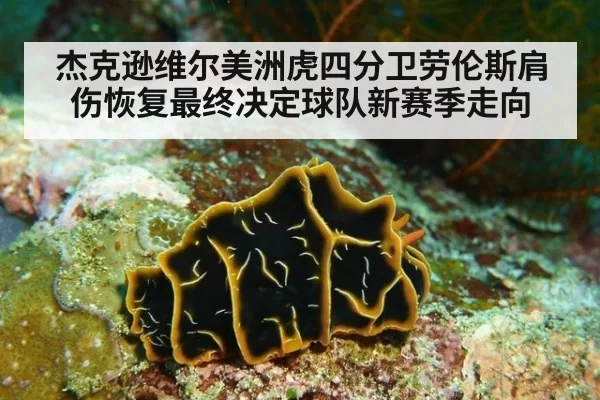 杰克逊维尔美洲虎四分卫劳伦斯肩伤恢复最终决定球队新赛季走向
